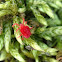 Red spider mite