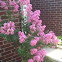 Crepe Myrtle