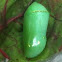 Monarch chrysalis