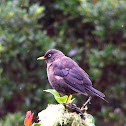 Sooty Thrush