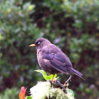 Sooty Thrush