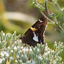 Silver-spotted skipper butterfly