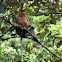 Proboscis monkey