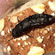 Rove beetle