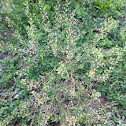 Mustard plant