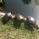 Turtle, Tortuga de agua dulce
