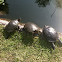 Turtle, Tortuga de agua dulce