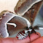 Ceanothus Silkmoth (male)