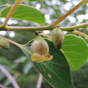 Common Persimmon bloom