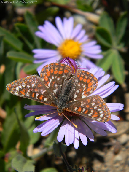 Spotting Image 1