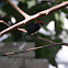 Red-capped Cardinal