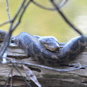 Cuban Boa