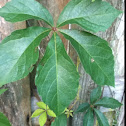 Virginia creeper