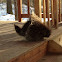 Porcupine