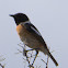 Stonechat; Tarabilla Común