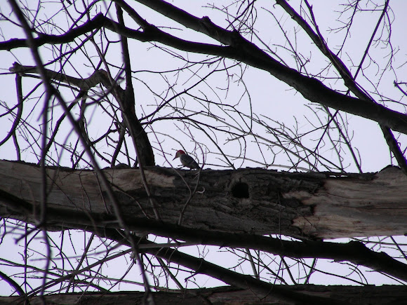 Spotting Image 1