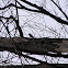 Red-bellied woodpecker