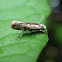 Unknown Moth