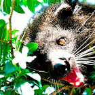 Palawan bear cat