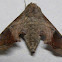 Mournful Sphinx Moth