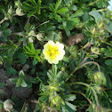 Creeping Cinquefoil / Puzavi petoprst
