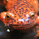 northern red salamander