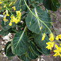 Brussels sprout
