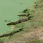 Caiman