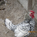 Rooster