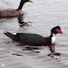 Muscovy duck
