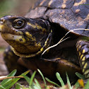 Florida box turtle