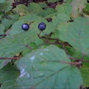 blueberries