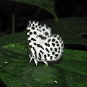 Jungle Pierrot
