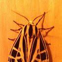 Moth