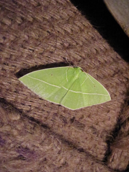 Spotting Image 1