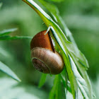 Grove snail