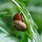 Grove snail