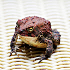 Southern Toad