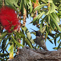 Broad-tailed hummingbird
