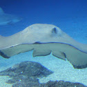 Manta Ray