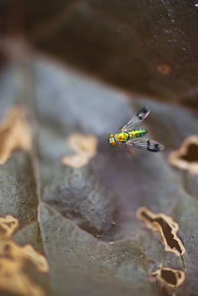 Spotting Image 1
