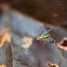 Longlegged fly