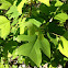Tulip Poplar