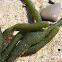 alga marina