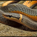Ring-necked snake