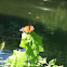 Monarch Butterfly
