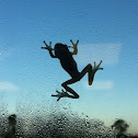 Tree Frog