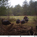 Wild turkey and crow