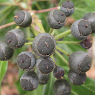 Irish Ivy