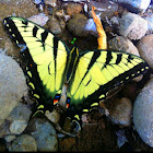 Eastern tiger swallowtail